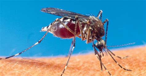 dengue fever in south florida