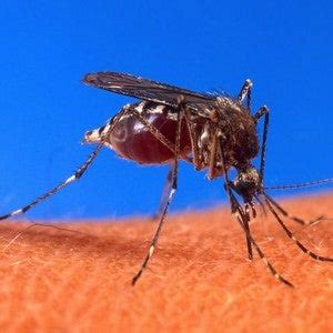 dengue fever in texas