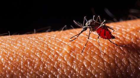 dengue fever in the caribbean