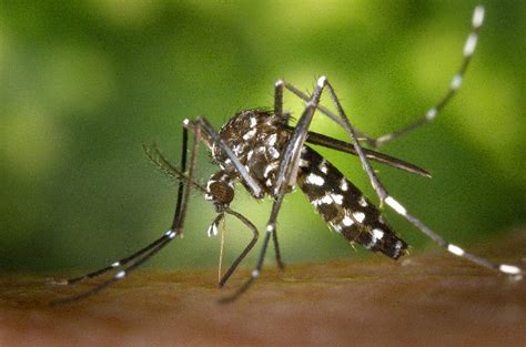 dengue fever mosquito species