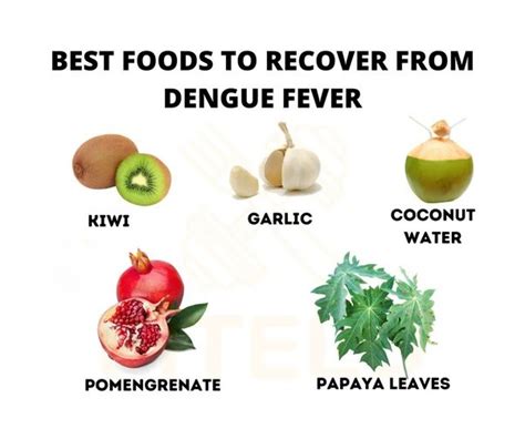 dengue fever treatment food