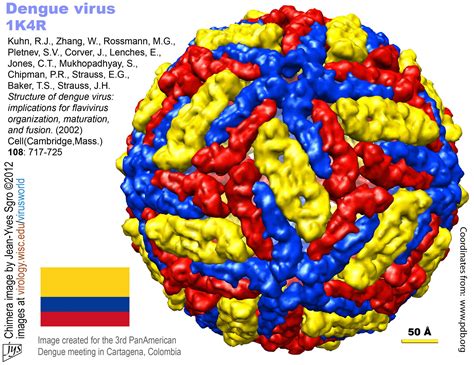 dengue fever virus name