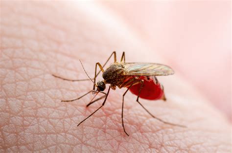 dengue fever vs west nile virus