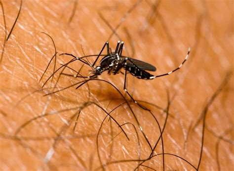 dengue in dominican republic