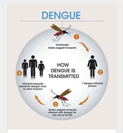 dengue is a viral infection disease