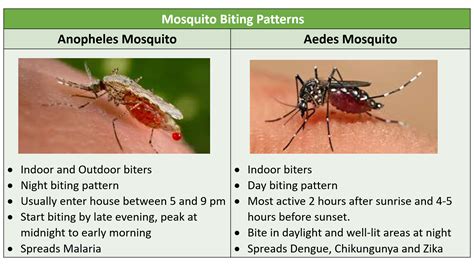 dengue mosquito bite time