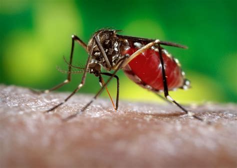 dengue mosquito image