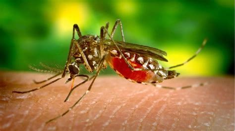dengue mosquito images in india