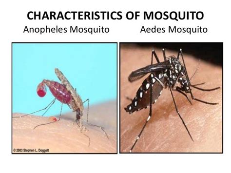 dengue mosquito vs normal mosquito
