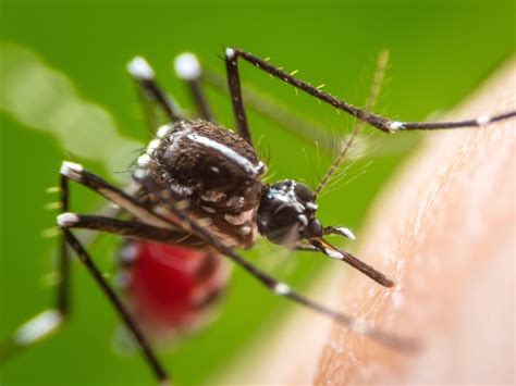 dengue report in florida