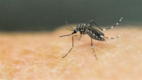 dengue reported in flo