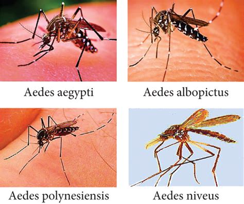 dengue vector mosquito name