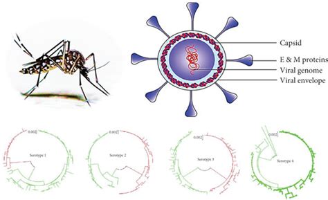 dengue virus and its serotypes