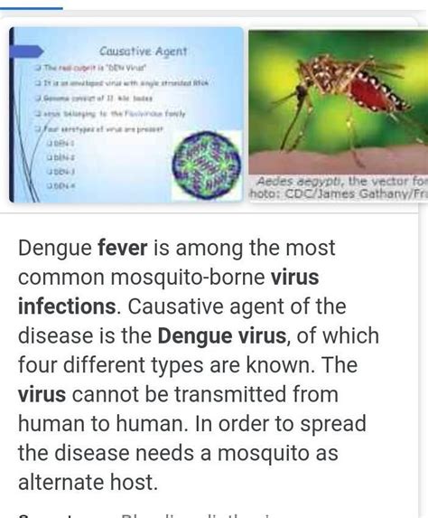 dengue virus causative agent