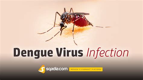 dengue virus contagious