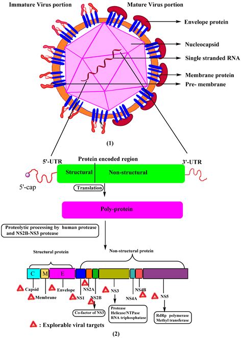 dengue virus family