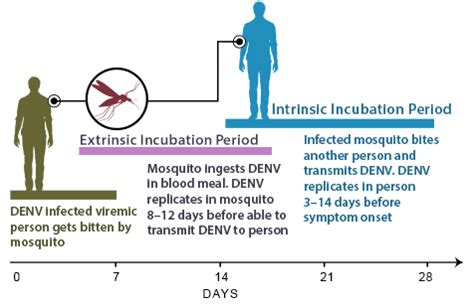 dengue virus incubation period