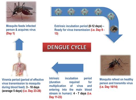 dengue virus incubation period in humans