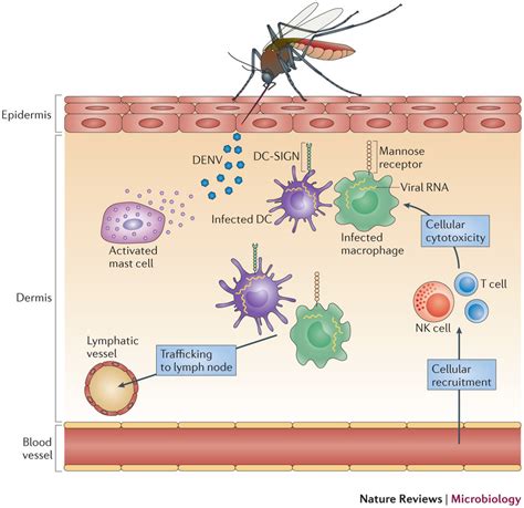 dengue virus infection mechanism