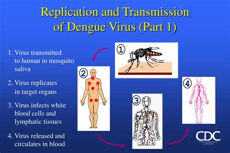 dengue virus latency