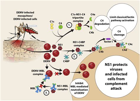 dengue virus pathogenesis: an integrated view
