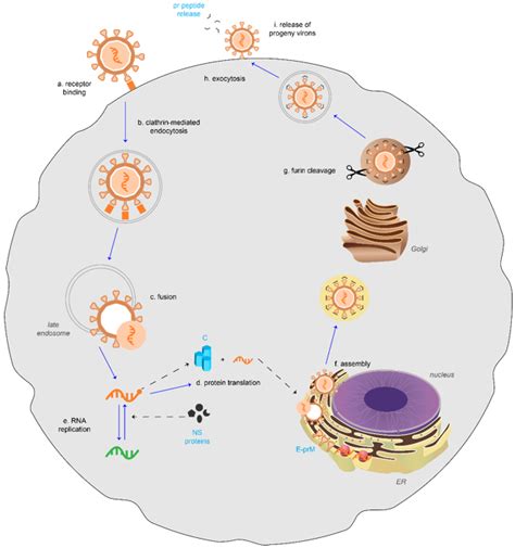 dengue virus replication