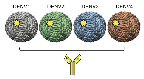 dengue virus serotypes