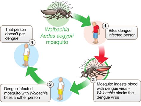 dengue virus spread by mosquito