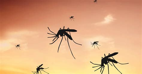 denguefeber thailand