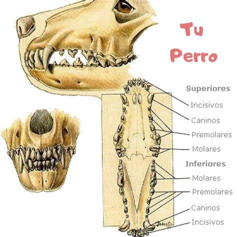 dientes de perro lobo checoslovaco — Fotos de Stock © 105959332