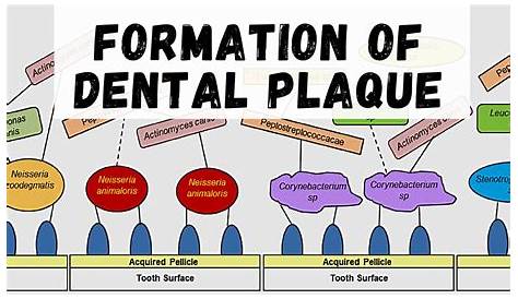 Dental Plaque Formation Stages Of On Teeth, Illustration Stock Image