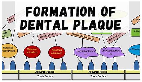 Dental Plaque Formation Time Stages Of Microbial . 32JB00003