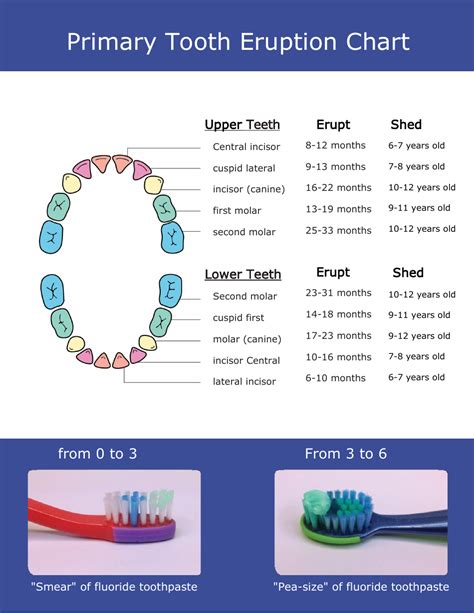 Dental Chart Eruption