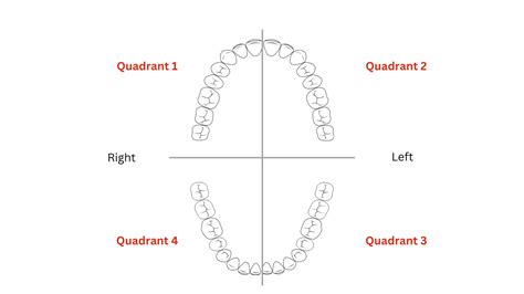 Dental Chart Quadrants