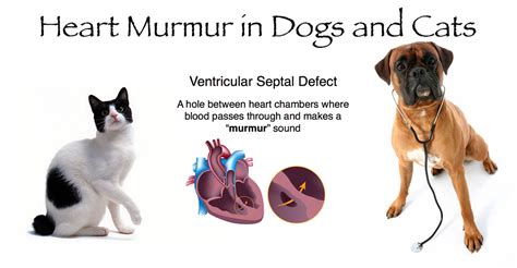 Dental Cleaning For Dog With Heart Murmur
