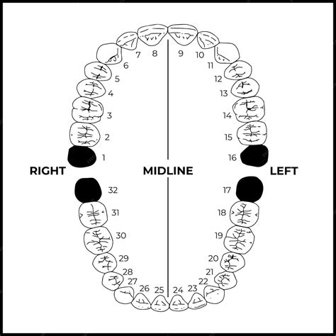 Dental Numeration Chart