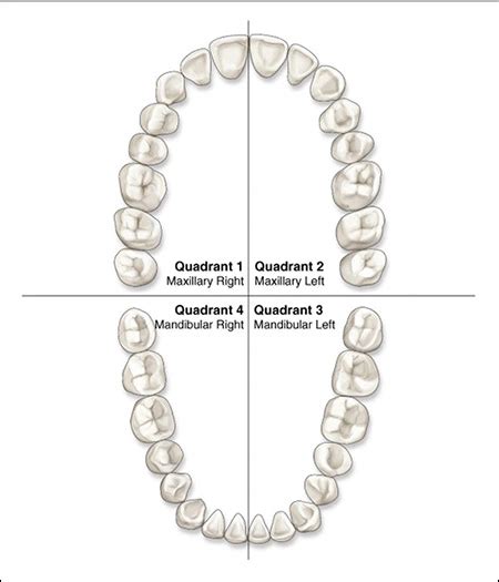 Dental Teeth Quadrants