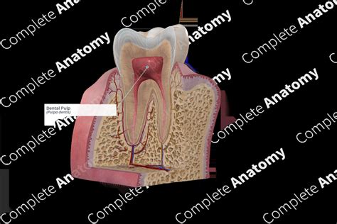 Dental Term Pulp Cavity