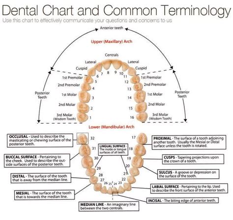 Dental Terminology Teeth Numbers