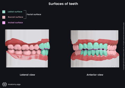 Dental Tooth Surface