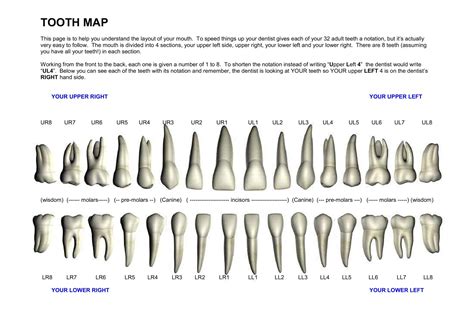 Dentist Numbered Tooth Chart