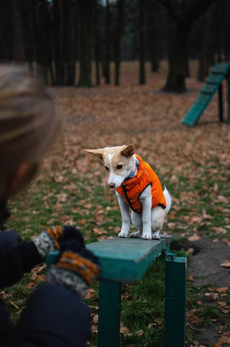 Denver Puppy Classes