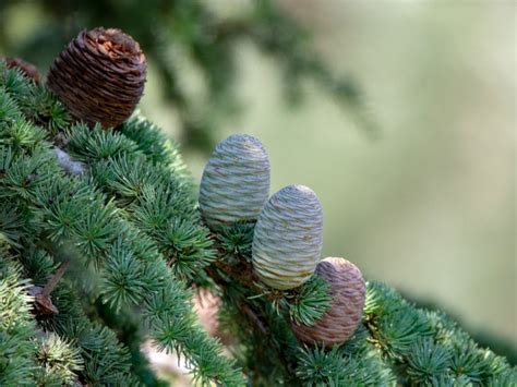 Deodar Cedar Seeds