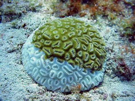 depicted object white plague is quick