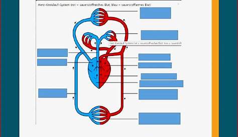 Arbeitsblatt: Blutkreislauf - Biologie - Anatomie / Physiologie