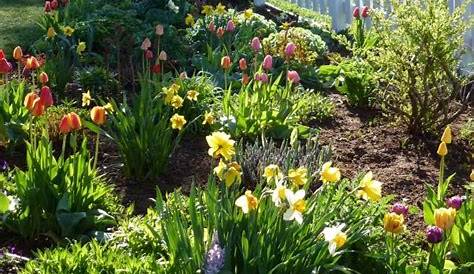 Mein Garten im Frühlingsrausch Foto & Bild | jahreszeiten, frühling