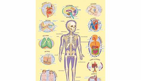 Menschliche Körper: Mein körper was ist das, Körperatlas anatomie für