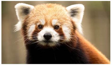 Roter Panda, kleiner Panda - Alle Informationen | DMMK