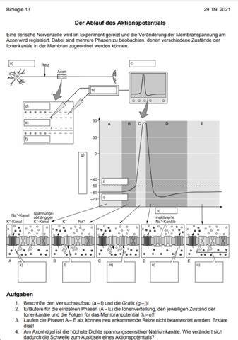 Gehirn und Lernen Die einzelne Nervenzelle und wie sie mit anderen kommuniziert
