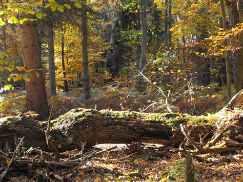 der wald im wandel der jahreszeiten